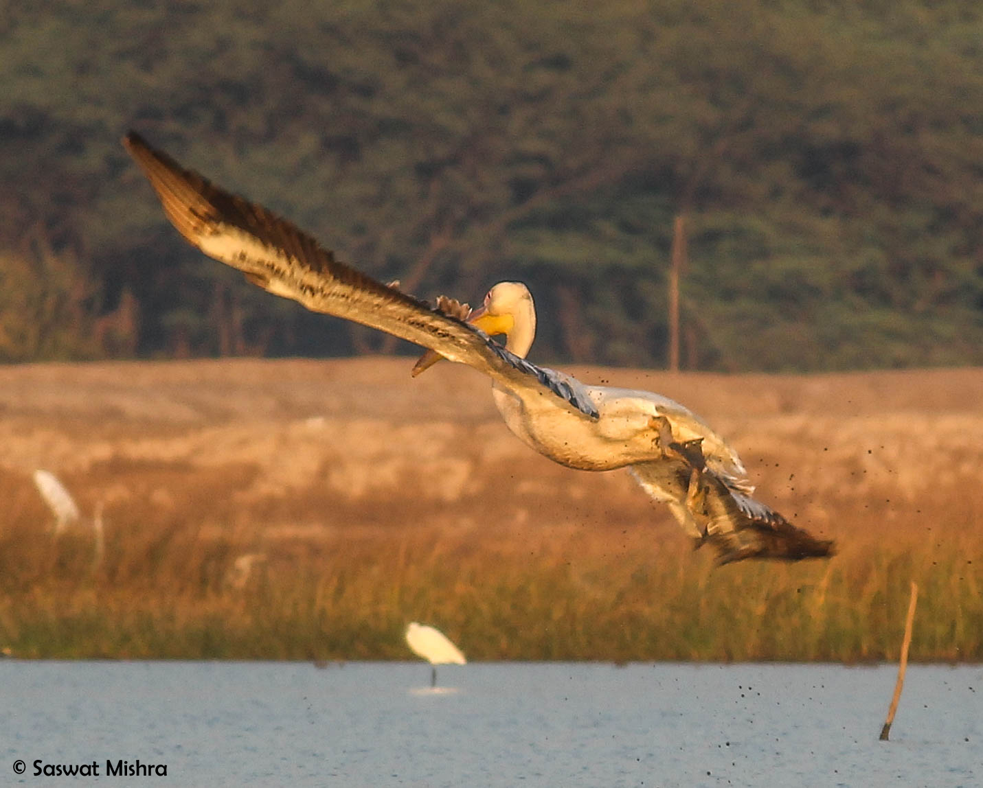 Great White Pelican